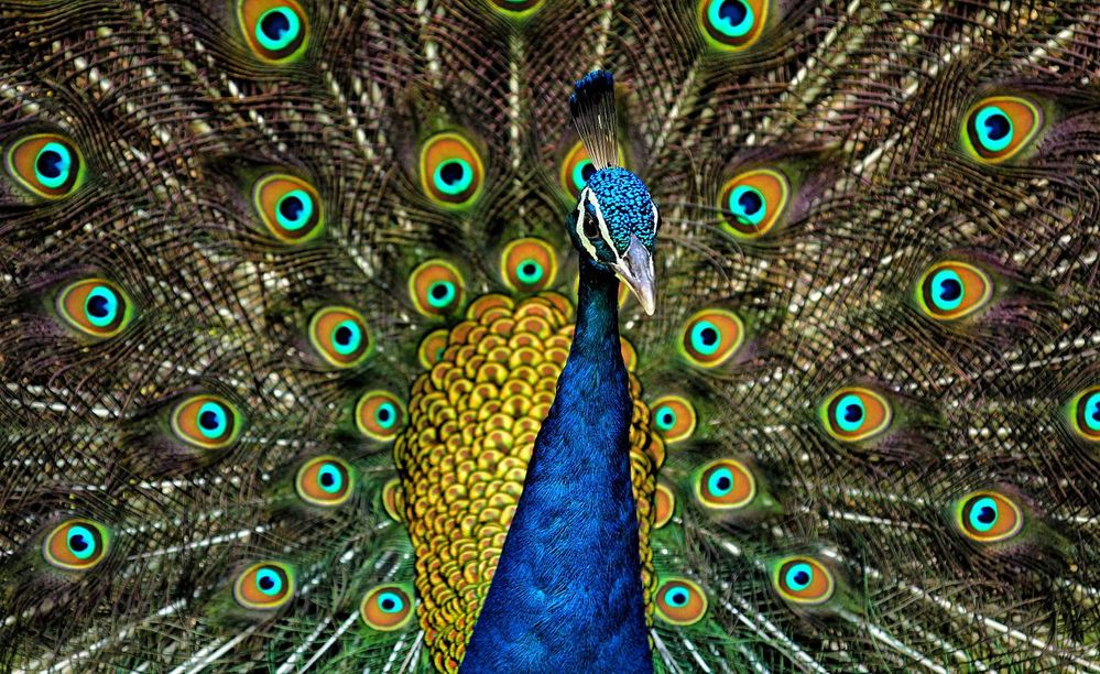 Peacock_Plumage.jpg