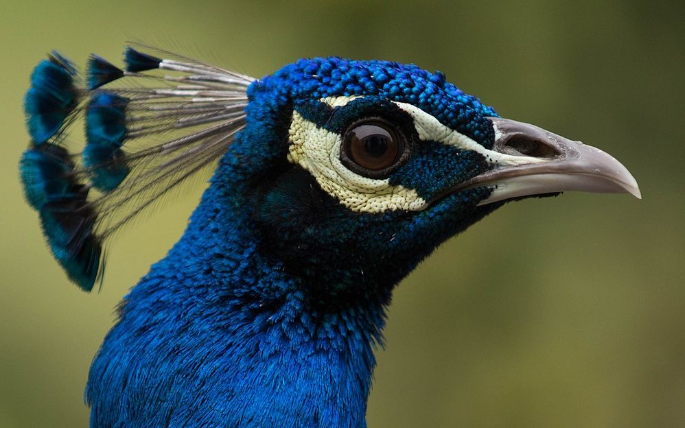 1280px-Peacock-JS.jpg