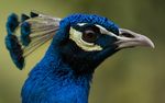 1280px-Peacock-JS.jpg