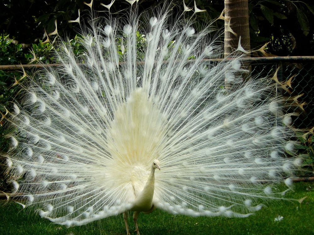 1280px-Paon_blanc_Madère_2008.jpg