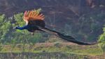 1280px-Peacock_Flying.jpg