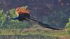 1280px-Peacock_Flying.jpg