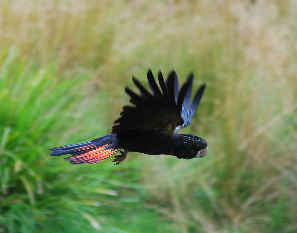 1280px-Red_tailed_Black_Cockatoo_in_flight (1).jpg