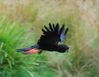1280px-Red_tailed_Black_Cockatoo_in_flight (1).jpg