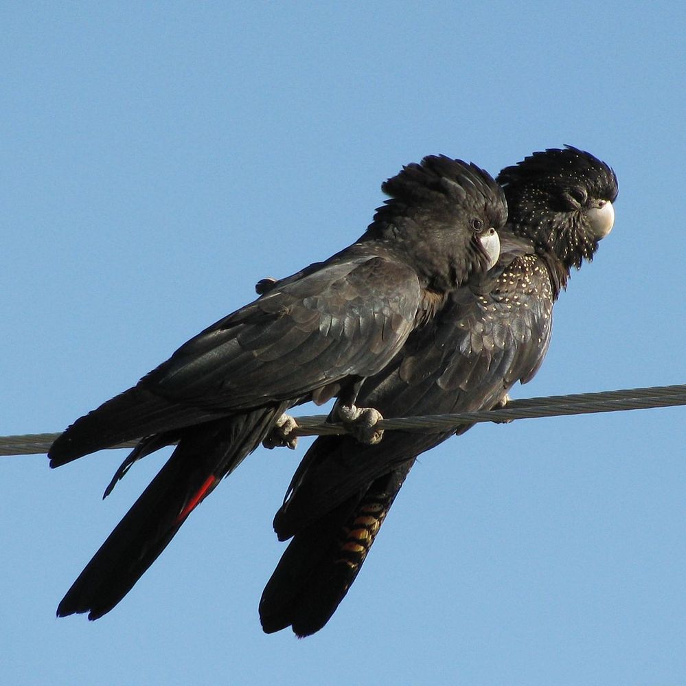Calyptorhynchus_banksii_(pair)-8-2cp.jpg