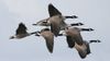Canada_Goose_(Branta_canadensis)_(5).jpg