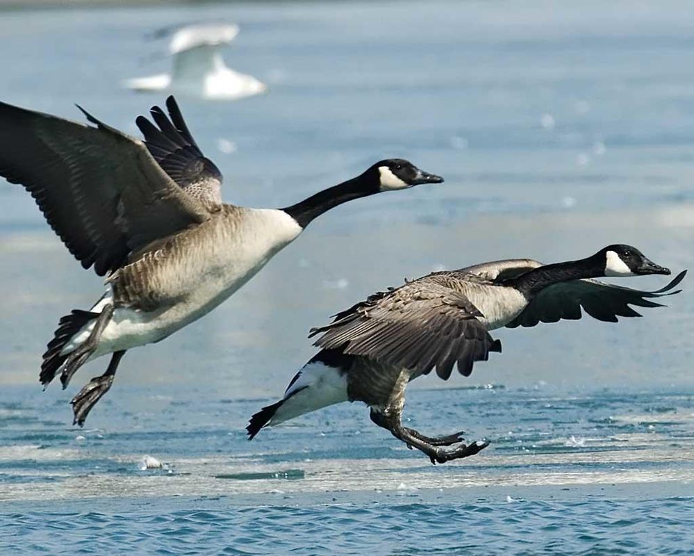 Canada_Goose_c22-35-053_l_1.jpg