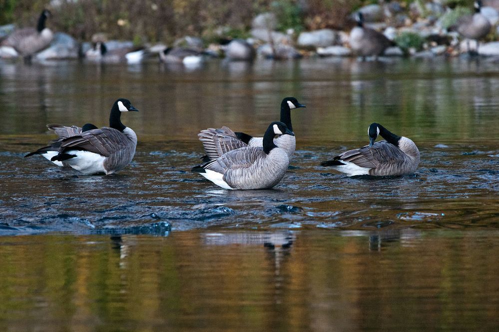 1280px-Geesespokaneriver.jpg