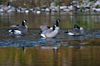 1280px-Geesespokaneriver.jpg
