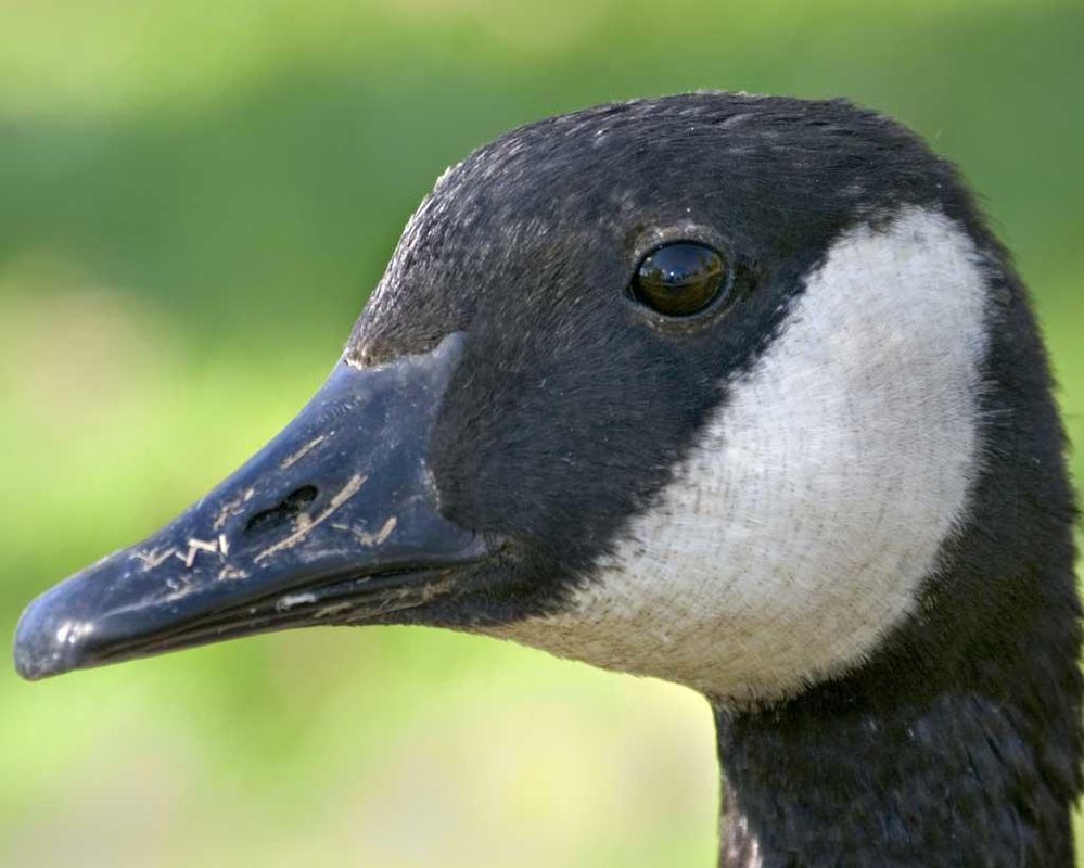 Canada_Goose_b13-38-168_l_1.jpg