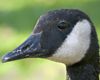 Canada_Goose_b13-38-168_l_1.jpg