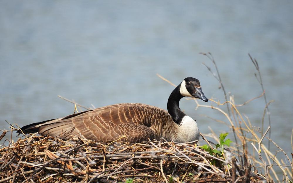canada goose 1.jpg