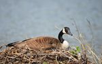 canada goose 1.jpg