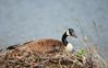 canada goose 1.jpg