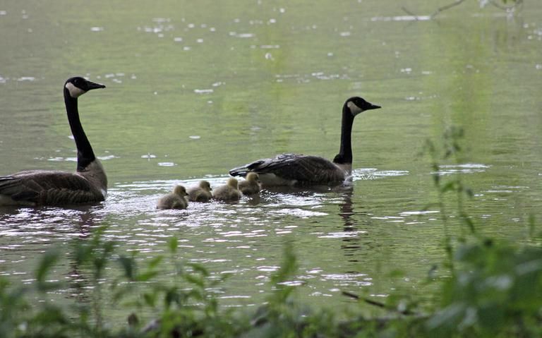 canada goose 2.jpg