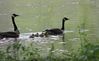 canada goose 2.jpg