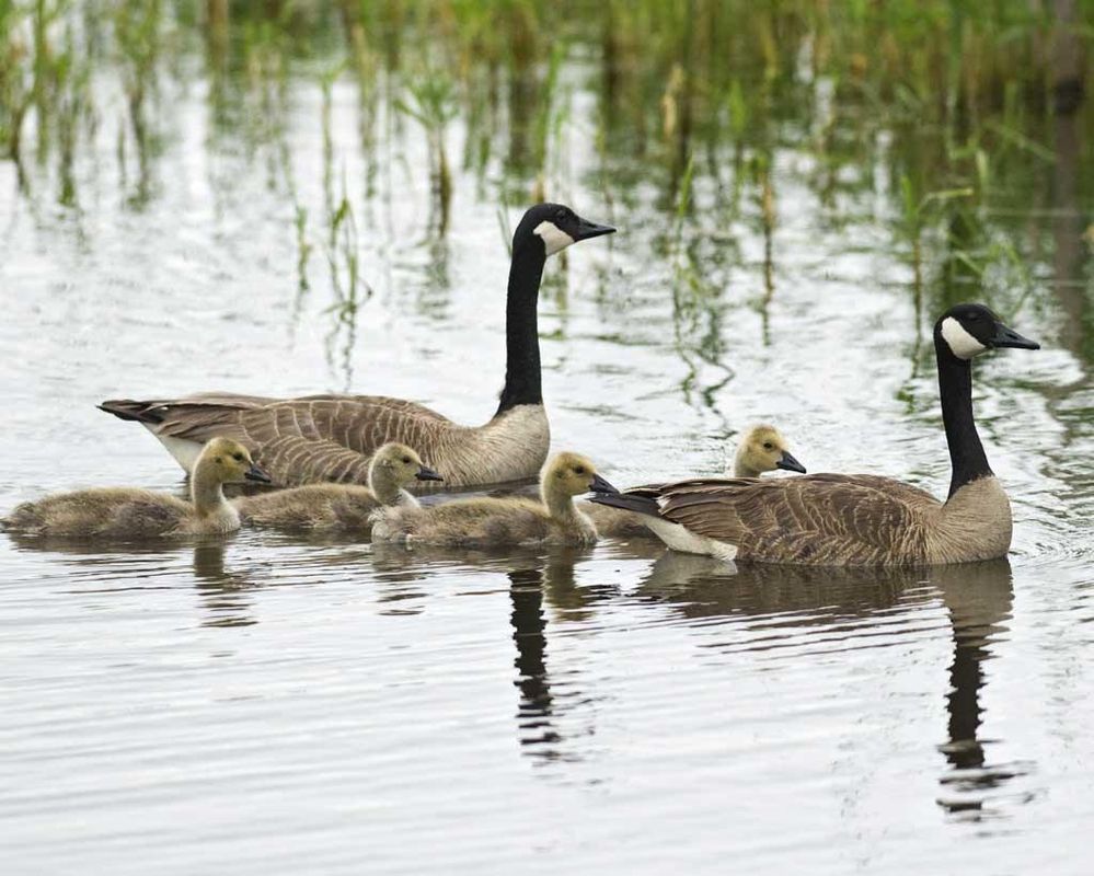 Canada_Goose_c22-39-098_l_1.jpg