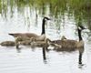 Canada_Goose_c22-39-098_l_1.jpg
