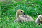 1280px-Canada_Goose_Gosling.jpg