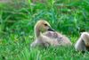 1280px-Canada_Goose_Gosling.jpg