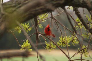 Cardinal.jpg