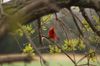 Cardinal.jpg