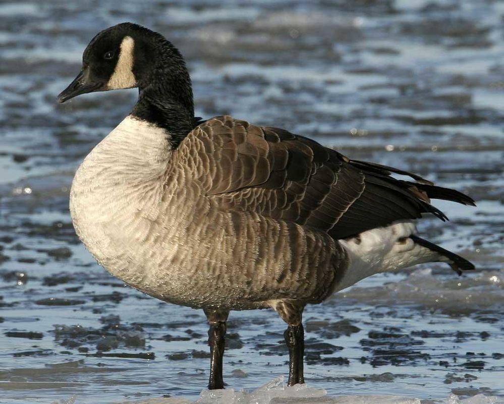 Canada_Goose_n09-1-043_l_1.jpg