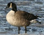 Canada_Goose_n09-1-043_l_1.jpg