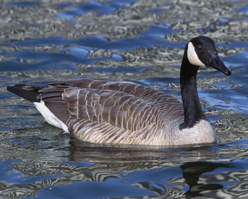 Canada_Goose_c22-32-007_l_1.jpg