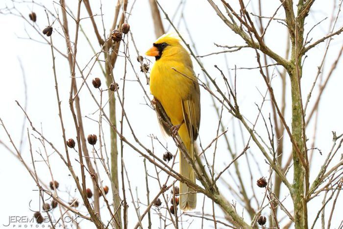 yellow-cardinal-ff9f15f27294cf3a.jpg