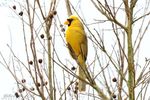yellow-cardinal-ff9f15f27294cf3a.jpg