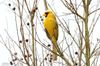 yellow-cardinal-ff9f15f27294cf3a.jpg