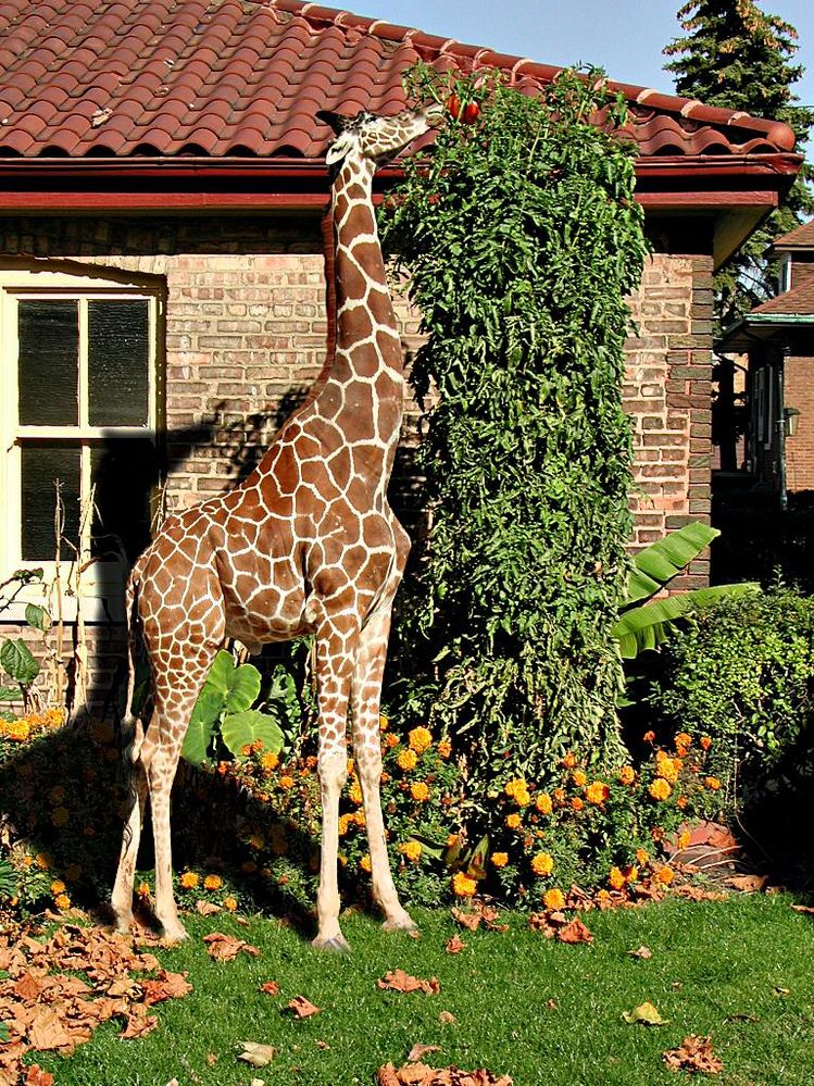 GiraffeTomato.jpg