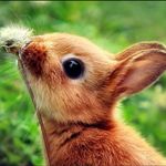 Spring Bunny.jpg