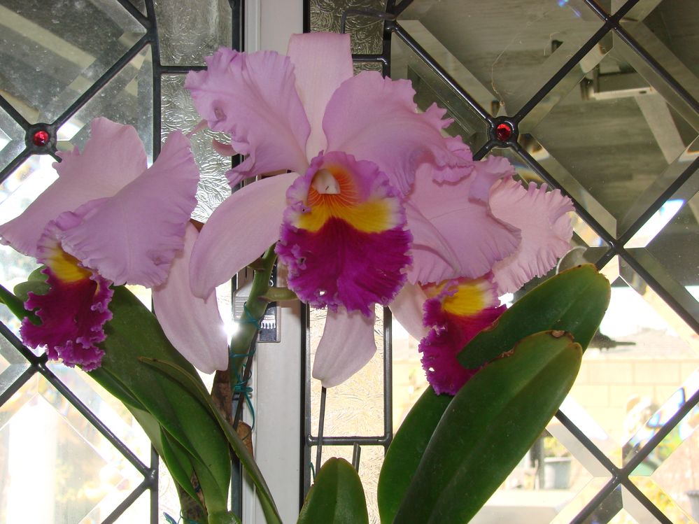 DSC08214.JPG