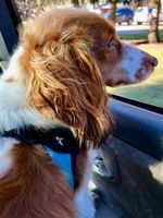 I LOVE riding in cars, wind in my hair!