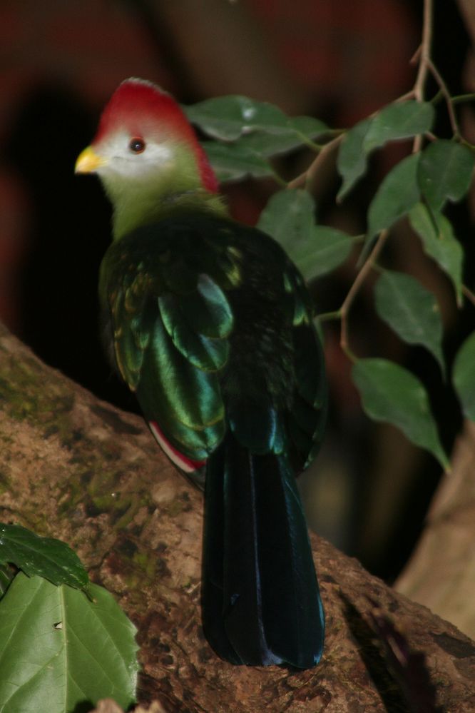 Tauraco_erythrolophus.JPG
