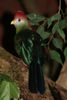 Tauraco_erythrolophus.JPG