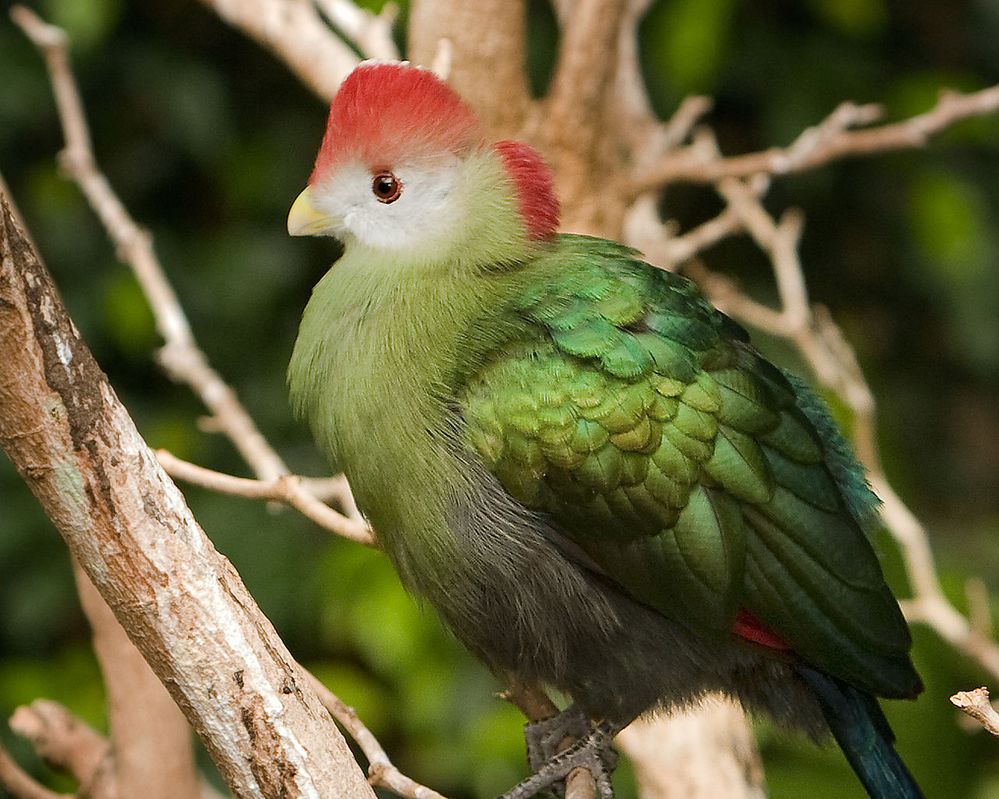 1280px-RedcrestedTuraco (1).jpg