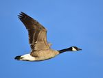 1280px-Canada_goose_on_Seedskadee_NWR_(27826185489).jpg