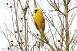 yellow-cardinal-ff9f15f27294cf3a (1).jpg