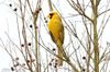 yellow-cardinal-ff9f15f27294cf3a (1).jpg