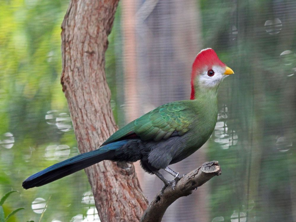 1280px-Red-crested_Turaco_RWD.jpg