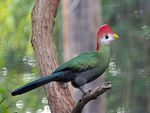 1280px-Red-crested_Turaco_RWD.jpg