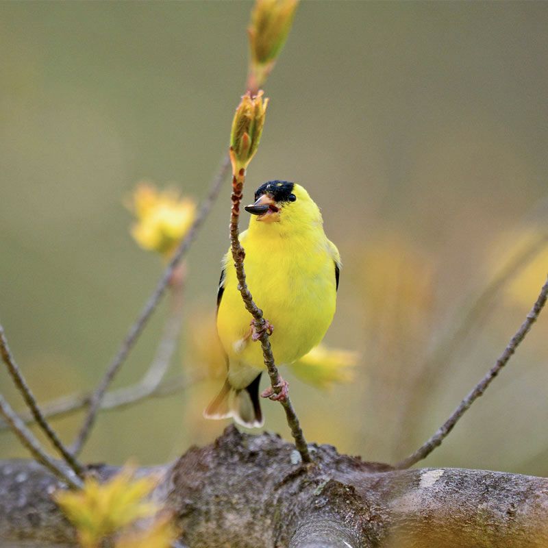 American_Goldfinch_LynnCleveland_APA_800x800.jpg