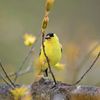 American_Goldfinch_LynnCleveland_APA_800x800.jpg