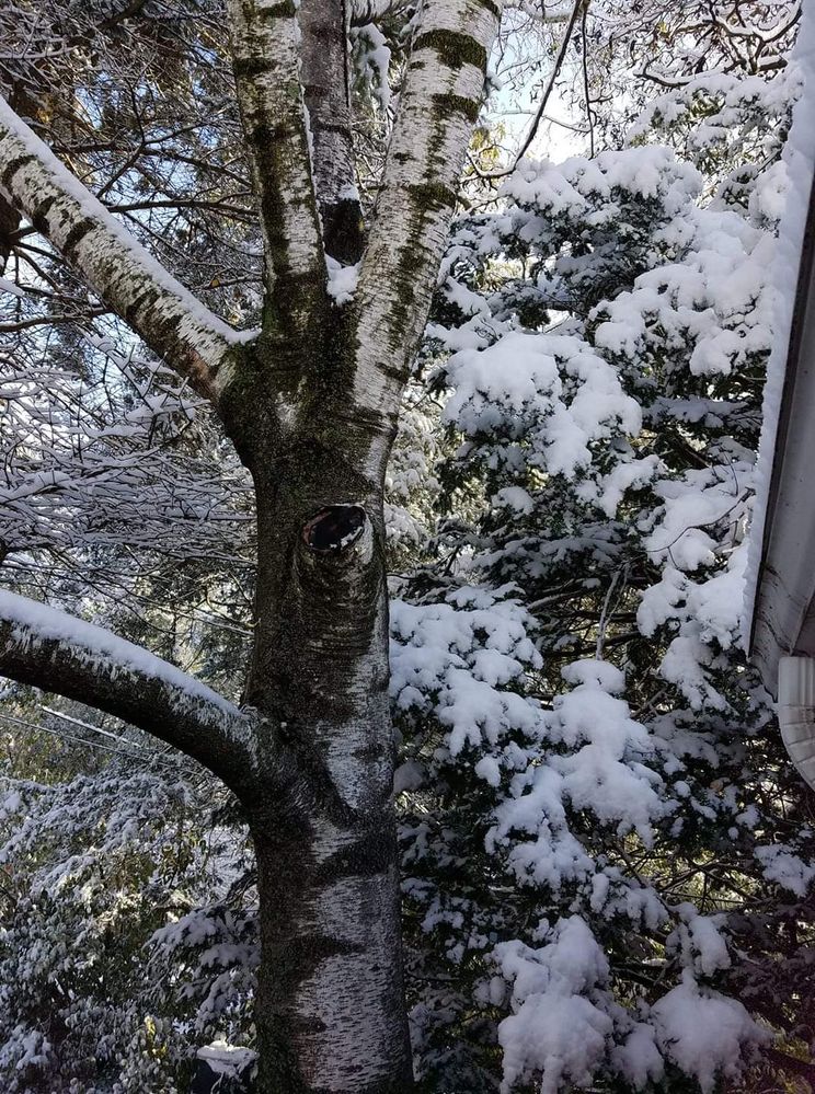Our first snow of the winter in October.