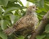 California_Quail_n10-8-008_l_1.jpg