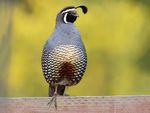65610061-720px.jpg