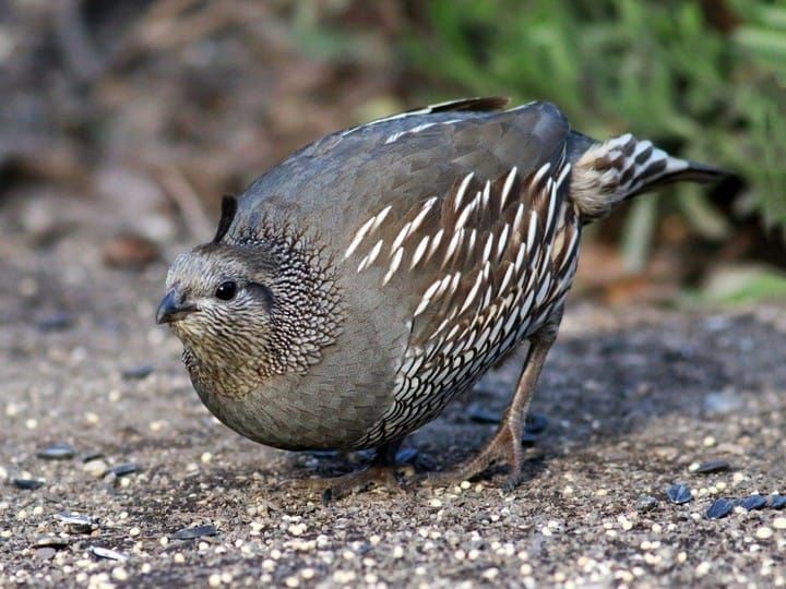 65610051-720px.jpg